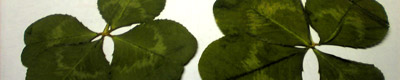 clover.jpg