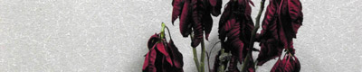poinsettia.jpg