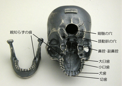 skull-006.jpg