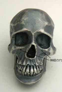 skull-013.jpg